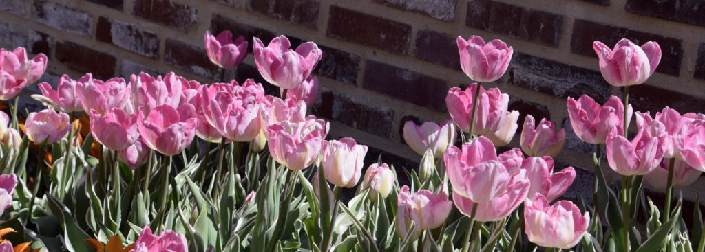 Natchitoches Flowers